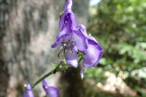 エゾトリカブトの紫色の花