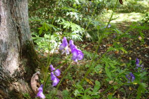 エゾトリカブトの紫色の花