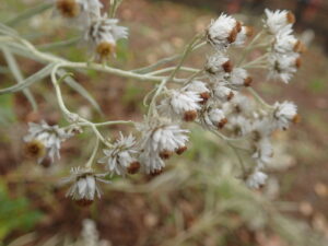 ヤマハハコの白い花