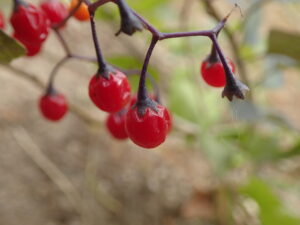 マルバノヤマホロシの赤い果実