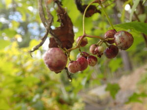 ノブドウの紫や水色の組み合わさった複雑な色の果実