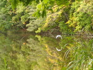池の上を飛ぶ白い大きな鳥