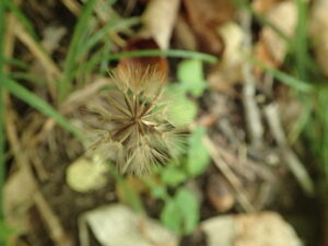 センボンヤリの綿毛のついた種