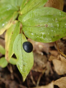チゴユリの濃紺の果実