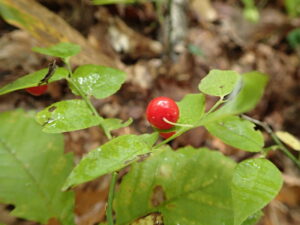 アクシバの赤い果実