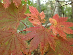ハウチワカエデの赤い葉