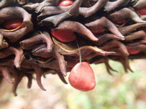 ホオノキの果実