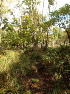 湿原の様子