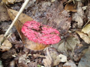 ホオノキの桃色の果実