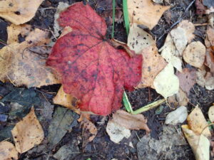 ヤマブドウの赤い葉