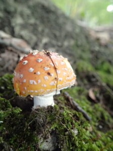 オレンジ色の傘に白いいぼがついたキノコ