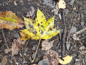 ハリギリの黄色い葉