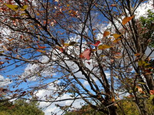 落葉の始まったエゾヤマザクラ