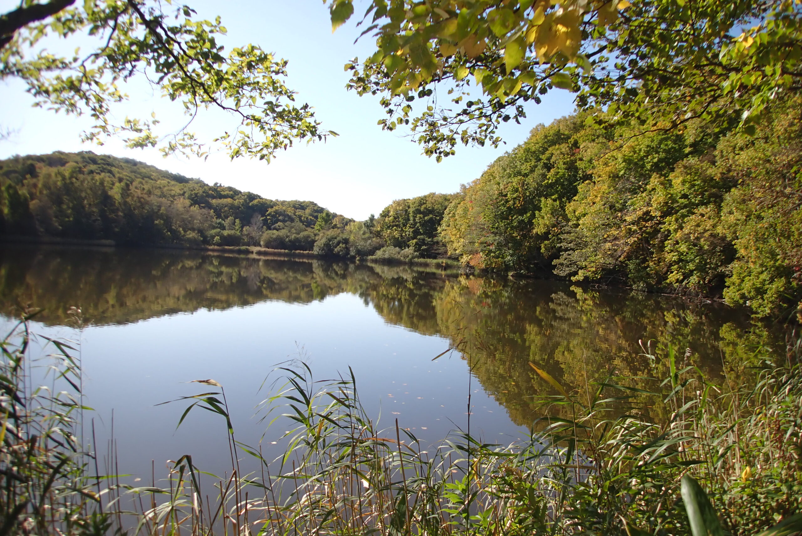 池にまわりの樹々と青空が映り込む