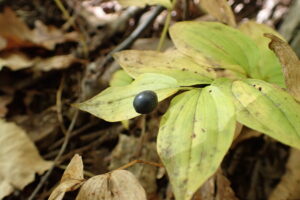 チゴユリの濃紺の果実