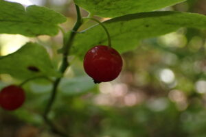 アクシバの赤い果実