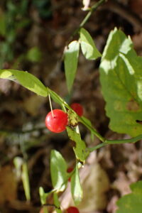 アクシバの赤い果実