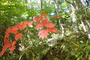 色づいた樹木の葉