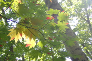 色づいた樹木の葉