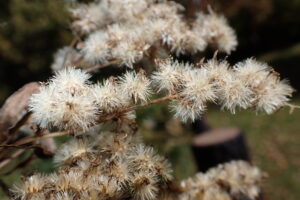 オオアワダチソウの綿毛