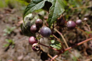 ノブドウの紫色の果実