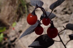 マルバノヤマホロシの赤い果実
