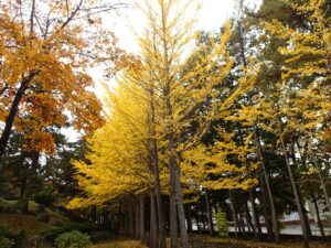 イチョウ並木が黄色く紅葉している