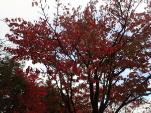 エゾヤマザクラの赤い紅葉