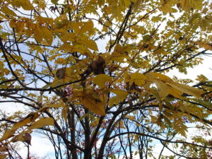 イタヤカエデの黄色い紅葉