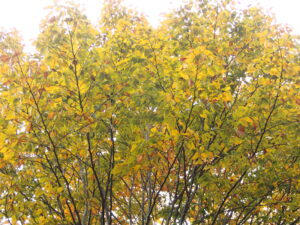 ブナの黄色い紅葉