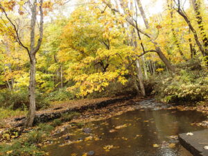 川の周りの黄色く色づいた樹々