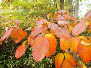 ツタウルシのオレンジ色の紅葉