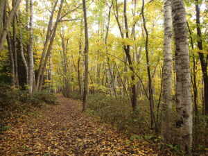 森の中の黄色く色づいた樹々