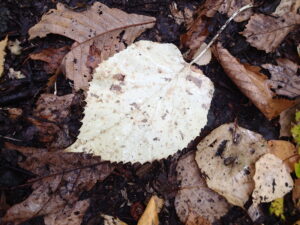 イワガラミの白い落ち葉