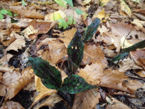 トケンランの葉