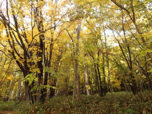 森の中の黄色く色づいた樹々