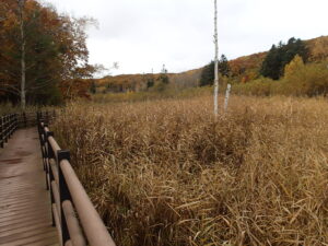 湿原の枯れたヨシと木道