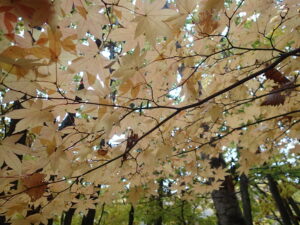 淡いオレンジ色の紅葉
