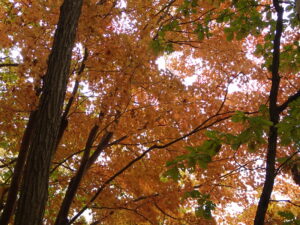 濃いオレンジ色の紅葉