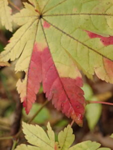 ハウチワカエデのモザイク状に紅葉した葉
