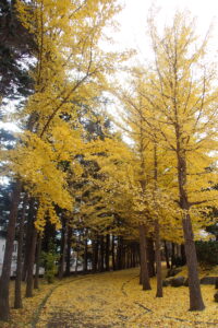 イチョウの黄色い紅葉