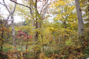 紅葉した森の中の様子