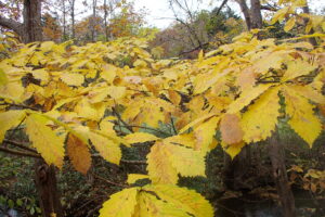 ミズナラの黄色い紅葉
