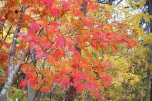 ハウチワカエデの赤い紅葉