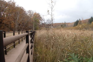 湿原の様子