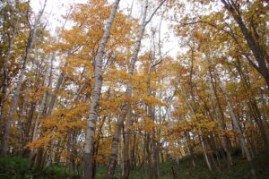 黄色い紅葉とシラカンバの白い幹