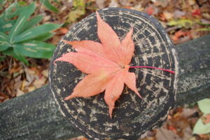 ヤマモミジのオレンジ色の紅葉