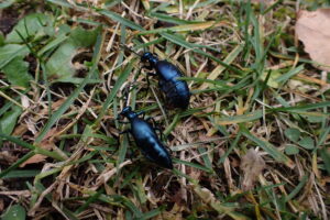 メノコツチハンミョウ