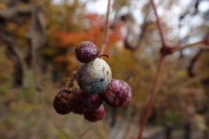 紫色や水色の実