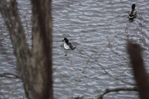 池を泳ぐホオジロガモ